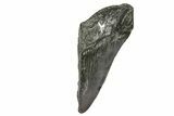 Partial Fossil Megalodon Tooth - South Carolina #370011-1